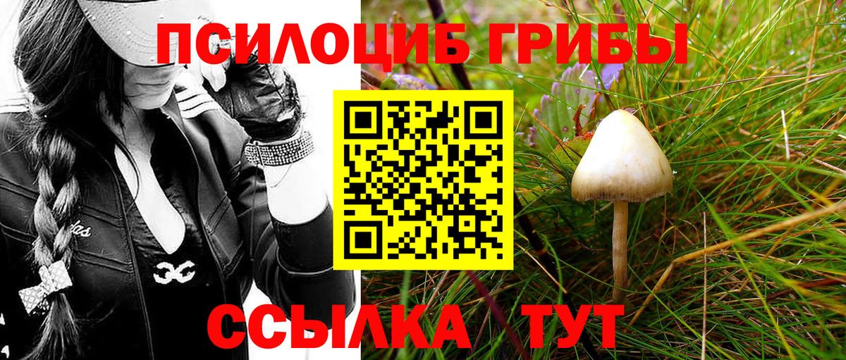 Аша  Галлюциногенные грибы Psilocybe  Вход с VPN  Галлюциногенные грибы Psilocybine cubensis 